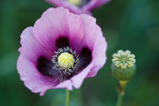 Opium Garden Body Butter